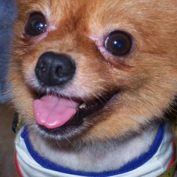 Meet your Posher, Linda - Picture 1 of 1